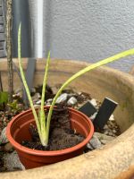 3 junge Aloe-Vera-Pflanzen Niedersachsen - Oyten Vorschau