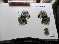 English Setter Schleswig-Holstein - Preetz Vorschau