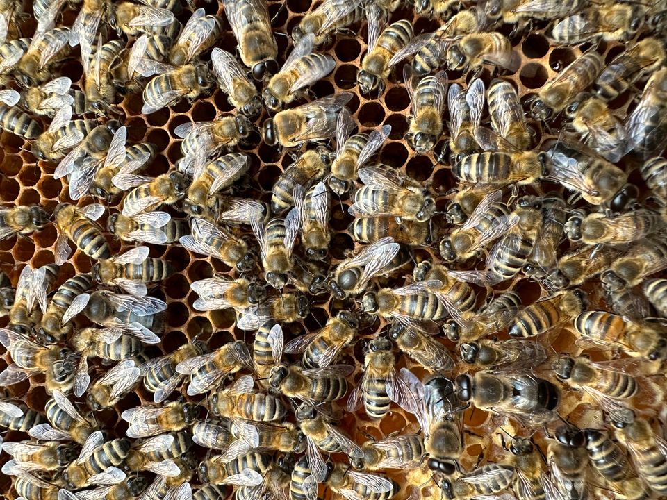 1.0 und 1.5 DNM Bienenvölker Hobbyimkerei in Hildesheim