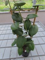 Hoya stargazer Mutterpflanze mit 7 Blütendolden (letzte) 9.5.24 Thüringen - Rudolstadt Vorschau