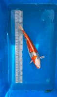 Koi Kujaku ca. 44cm groß Baden-Württemberg - Achern Vorschau