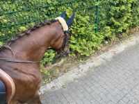 Reitbeteiligung mit Unterricht an sportpferd(en) Sachsen - Radebeul Vorschau
