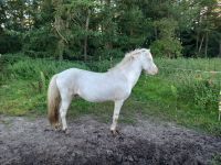 Isländer Islandpferd Helmschecke Einhorn Niedersachsen - Delmenhorst Vorschau