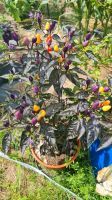 Chili Lila Luzi - Jungpflanzen Schönheit in prächtigen Farben Bayern - Tegernheim Vorschau