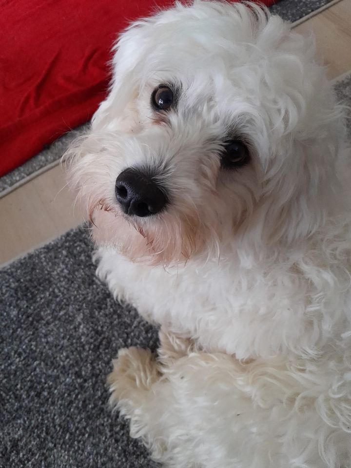 Teo Malteser/Bichon Rüde in Weichs