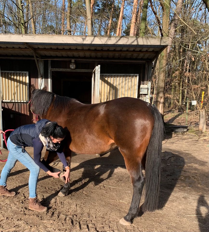 Osteopathie für Pferde in Trebbin