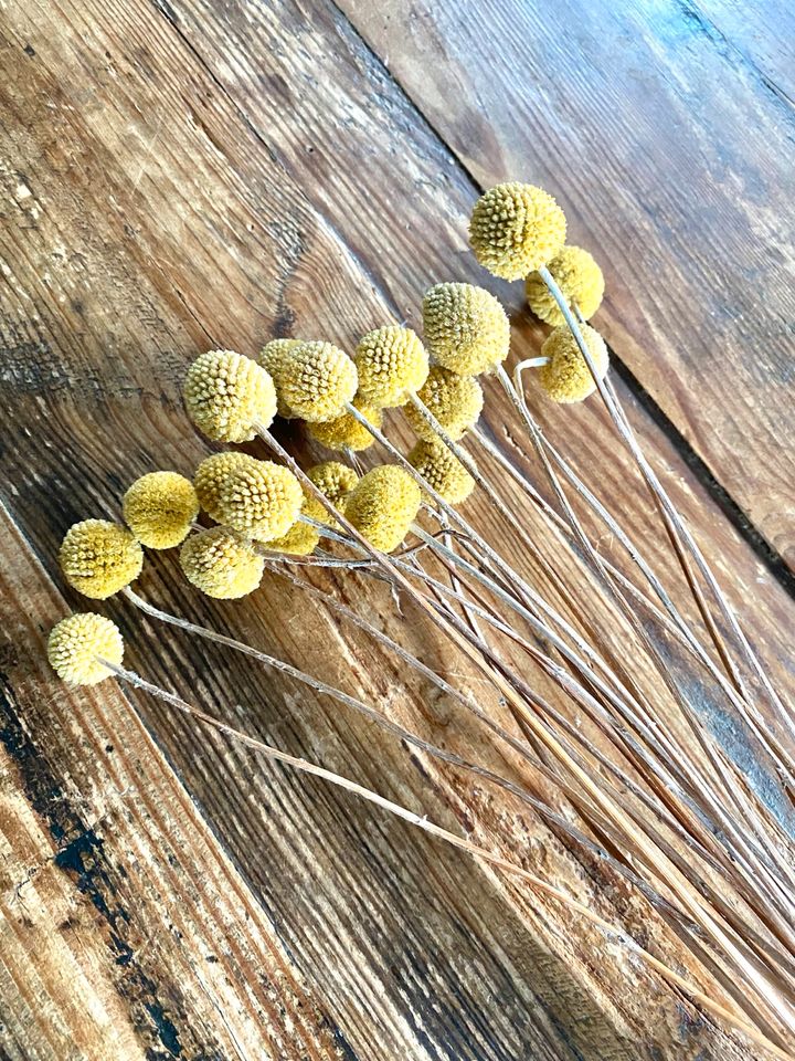 Getrocknete Billy Buttons Blumen Craspedia Pflanze Gelb mit Vase in Stuttgart