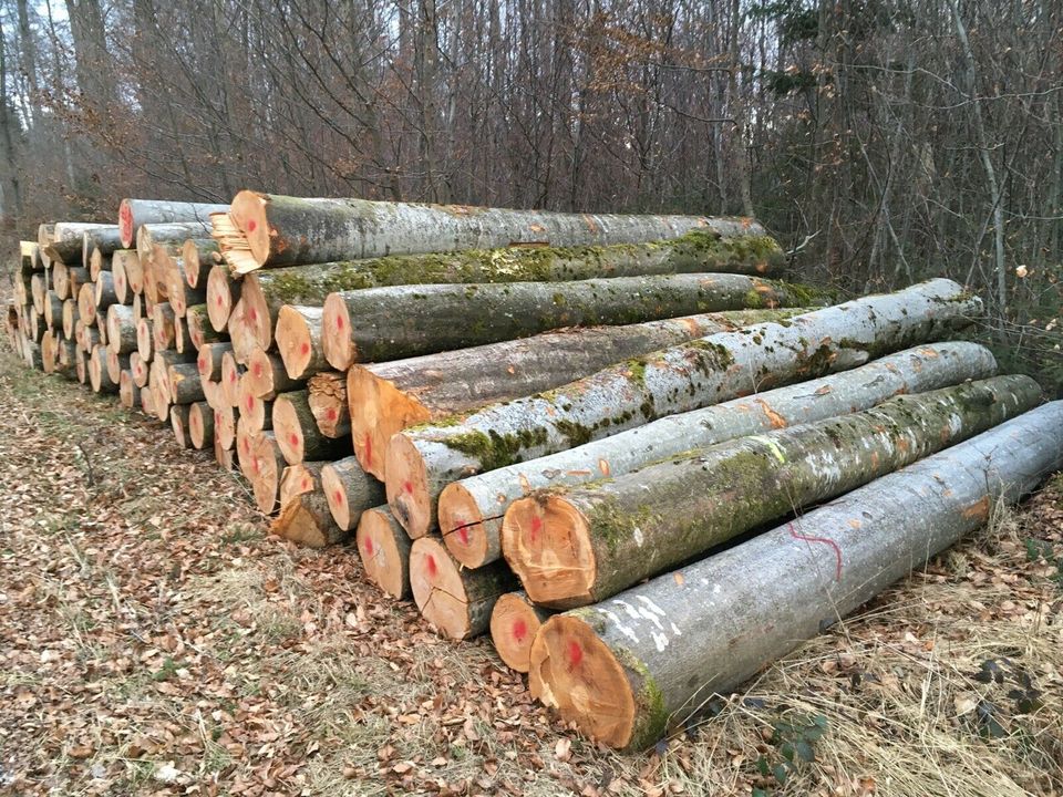 Brennholz/Stammholz Buche sortenrein frei Hof *Sondersortiment* in Weinsberg