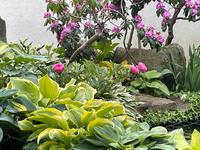 Funkien / Hosta, viele Sorten abzugeben Niedersachsen - Wolfsburg Vorschau