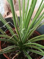 Agave Geminiflora könnte es sein, bin unsicher Nordrhein-Westfalen - Wetter (Ruhr) Vorschau