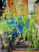 Tomatenpflanzen Fleischtomaten Friedrichshain-Kreuzberg - Kreuzberg Vorschau
