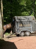 Verladetraining Reitunterricht Umgang mit Pferd Rheinland-Pfalz - Osburg Vorschau