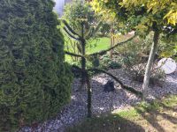 Affenbaum für den Garten Niedersachsen - Salzgitter Vorschau