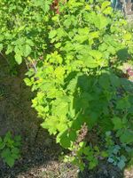 Himmbeerpflanzen, Sommerhimmbeeren, Ableger. Rheinland-Pfalz - Rülzheim Vorschau