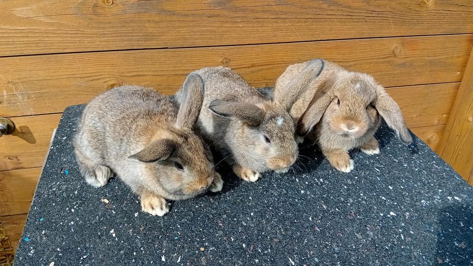 Kaninchen Jungtiere in Twistringen