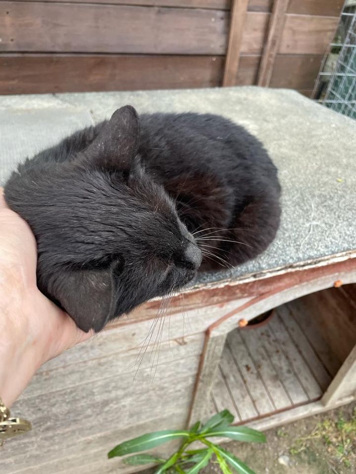 Unsere hübsche Katzenseniorin Joya sucht ein neues Zuhause in Fehmarn