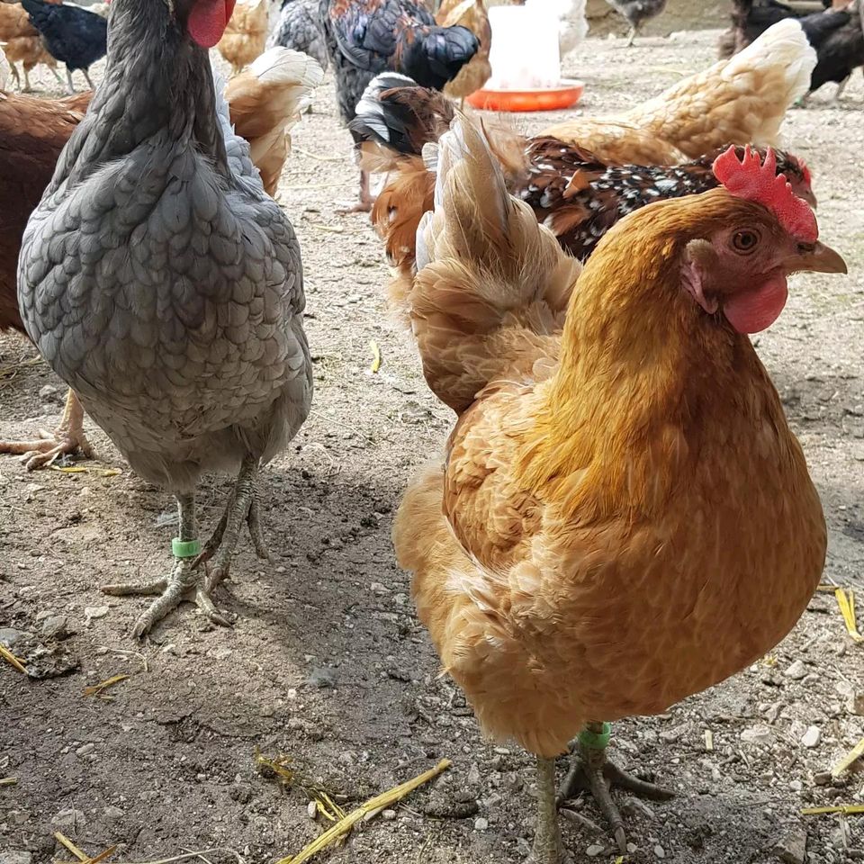 Frische Eier von glücklichen Hühnern aus Hobbyhaltung in Ehingen (Donau)