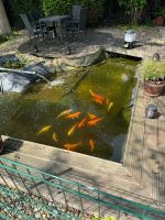 Koi-Fische wegen Teichaufgabe abzugeben Nordrhein-Westfalen - Herzogenrath Vorschau