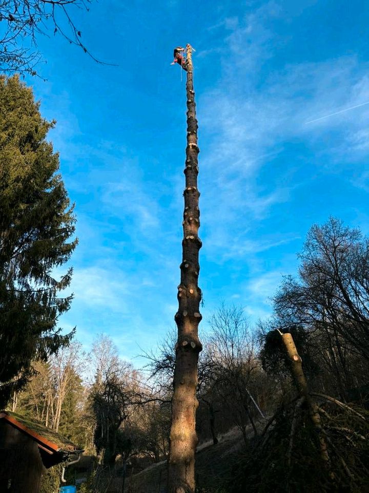 Landschaftspflege Mäharbeiten Mähen mulchen Wiese Grundstück in Mössingen