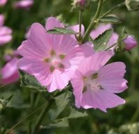 Bio Malven Samen Blume Schleswig-Holstein - Steinfeld Vorschau