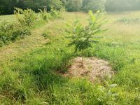 Essigbäume in jeder Grösse Baden-Württemberg - Dettingen an der Erms Vorschau