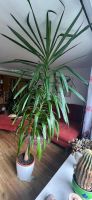 Palm Lilie Botanikus  2,20m hoch Niedersachsen - Stade Vorschau