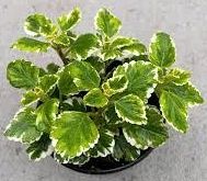 Suche Plectranthus forsterii Wuppertal - Oberbarmen Vorschau