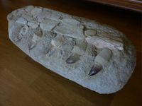 Mosasaurus Kiefer Zähne Fossil Baden-Württemberg - Glottertal Vorschau