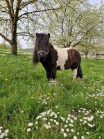 Pony Kindergeburtstag Baden-Württemberg - Eichstetten am Kaiserstuhl Vorschau