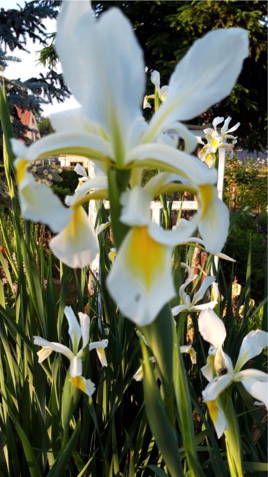 Iris orientalis, Blütenstand Höhe 1,20 bis 1,60 cm in Hainichen