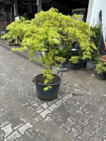 Acer palmatum \'Dissectum\' - Japanischer Ahorn grün und rot Nordrhein-Westfalen - Herzebrock-Clarholz Vorschau
