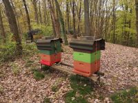 Bienen Völker zu Verkaufen Rheinland-Pfalz - Volkerzen Vorschau