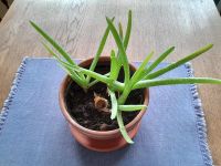 lebende  Pflanze: Aloe Vera barbadensis miller Bayern - Schönthal Vorschau