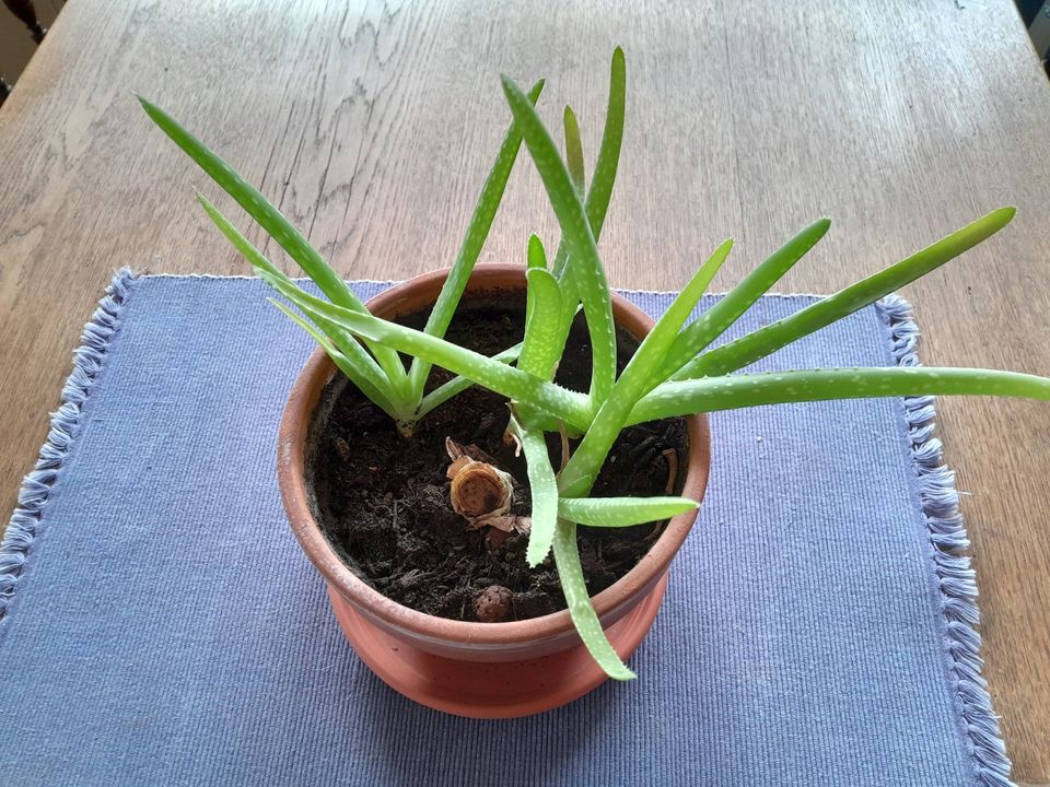 lebende  Pflanze: Aloe Vera barbadensis miller in Schönthal