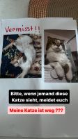Vermisst Katze Name ist  masia Berlin - Hohenschönhausen Vorschau