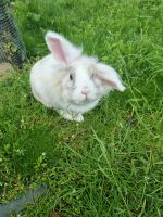 Kaninchen "Purzel" sucht ein neues Zuhause Niedersachsen - Wolfsburg Vorschau