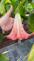 Engelstrompete Brugmansia Nordrhein-Westfalen - Hürth Vorschau