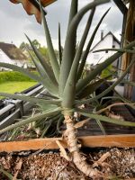 Aloe Vera Pflanze zu verkaufen Nordrhein-Westfalen - Troisdorf Vorschau