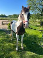 Tolles Pony sucht Kind für Reitbeteiligung Schleswig-Holstein - Fahrdorf Vorschau