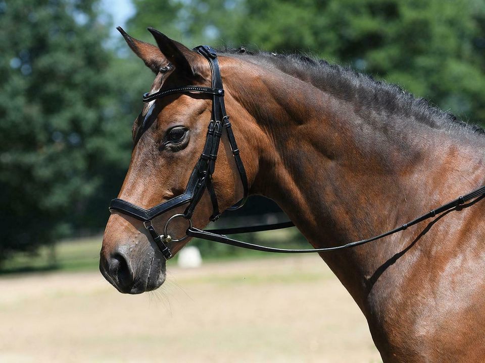 %% Trense Feeling ABVERKAUF Ledertrense von Busse, anatomische Passform,perfekte Anpassung,vermeidet Druckstellen,Edelstahlbeschläge  Pony,Cob,WB  braun, schwarz Neuware Lagerräumung in Kempen