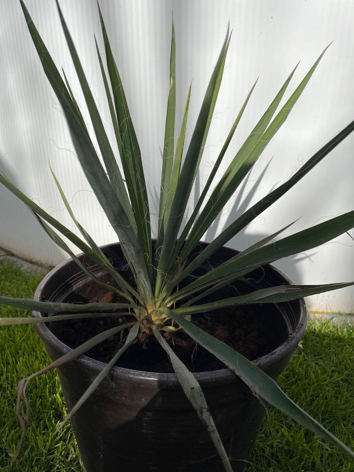Palmlilie Yucca filamentosa ❤️❤️❤️nur noch 2X in Alzenau
