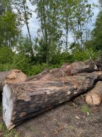 Baumstämme zur Weiterverarbeitung Brandenburg - Hennigsdorf Vorschau