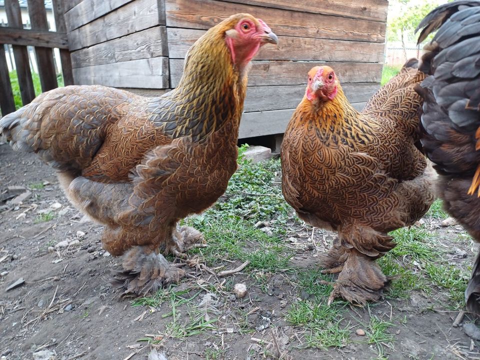 Zwerg Brahmas Rebhuhnfarbig gebändert in Groitzsch