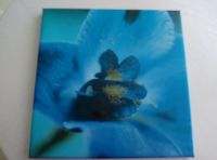 blaues Blumenbild (Iris) Niedersachsen - Bückeburg Vorschau