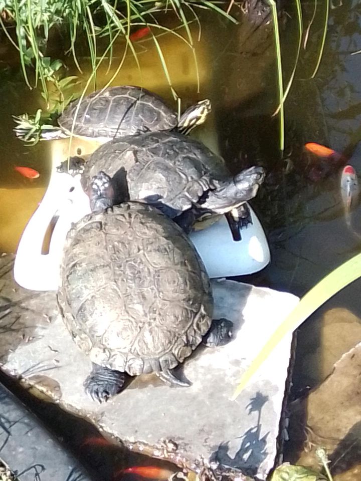 Goldfische aus Bio-Natur-Teich abzugeben in Schweinfurt