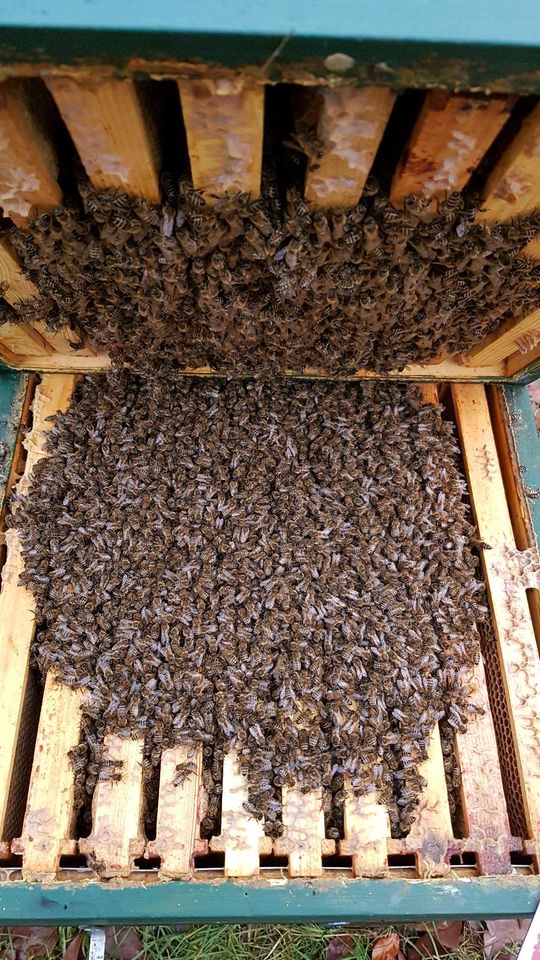 Bienenvölker Carnica in Bad Laasphe