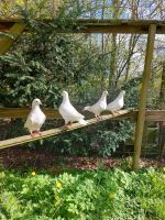 Mittelhäuser Weiß Tauben Nordfriesland - Garding Vorschau