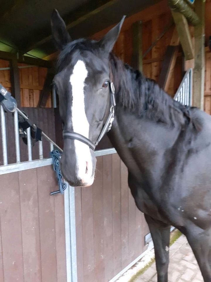 Trakehner Wallach ( Offenstall/ Freizeitpferd) in Hemmoor