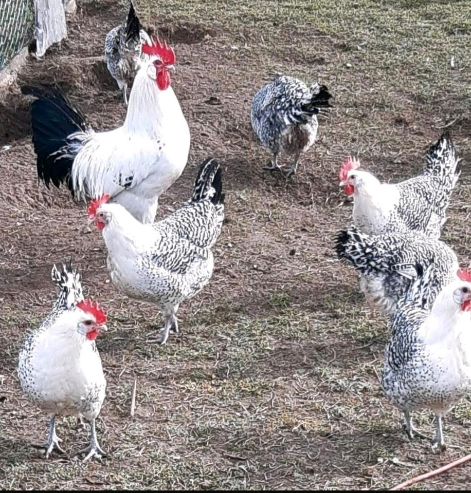 Bruteier von Ostfriesischen Möven Hühnern in Bramsche