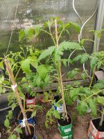 Tomatenpflanzen Bayern - Sulzbach-Rosenberg Vorschau